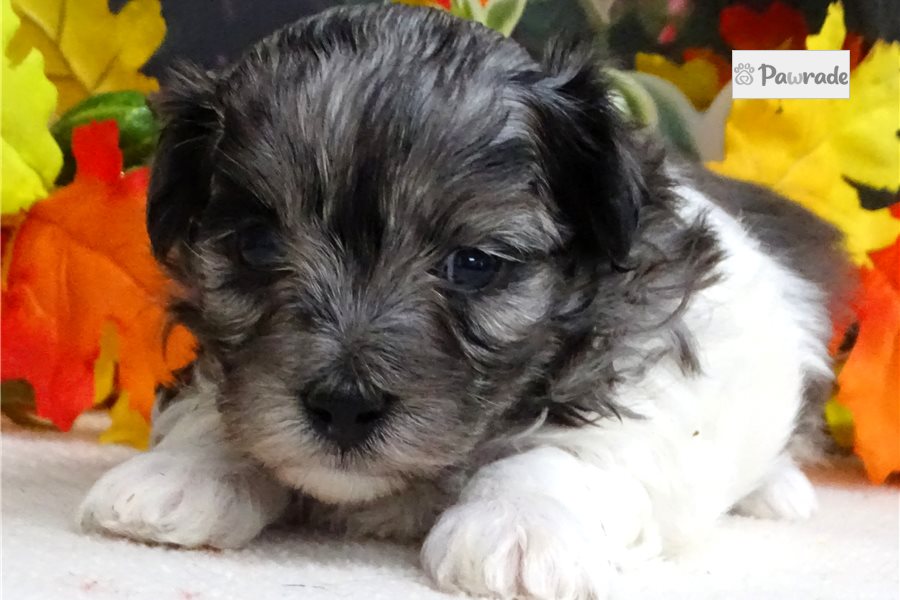 Skylar - Maltipoo for sale
