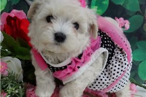 Jackie - Malti Poo - Maltipoo for sale