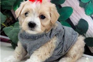 Jabari - Malti Poo - Maltipoo for sale