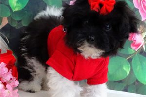 Nautilus - Malti Poo - Maltipoo for sale