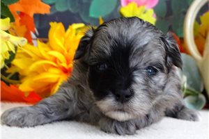 Sasha - Maltipoo for sale