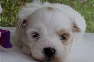 Clayton - puppy for sale
