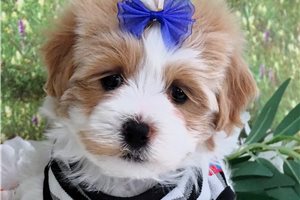 Chester - Malti Poo - Maltipoo for sale
