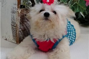Jackie - Malti Poo - Maltipoo for sale