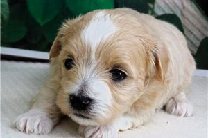 Jabari - puppy for sale