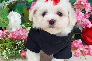 Cyrus - puppy for sale