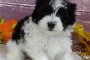 Amelia - puppy for sale
