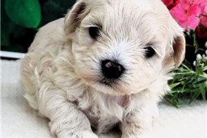 Jackie - Malti Poo - Maltipoo for sale