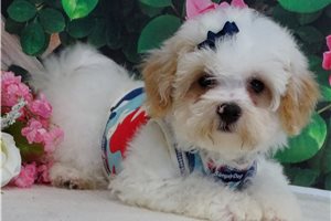 Jace - Malti Poo - Maltipoo for sale