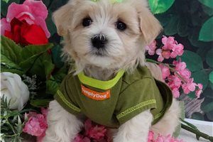 Jabari - Malti Poo - Maltipoo for sale