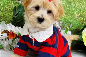 Callum - puppy for sale