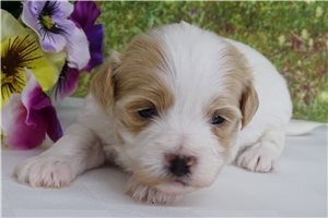 Chester - Malti Poo - Maltipoo for sale
