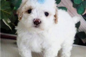 Jace - Malti Poo - Maltipoo for sale