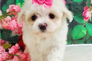 Christa - puppy for sale