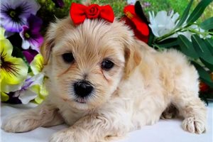 Callum - Malti Poo - Maltipoo for sale