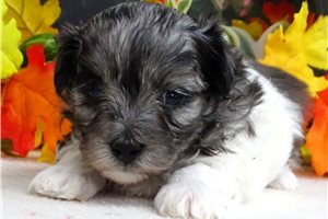 Skylar - Maltipoo for sale