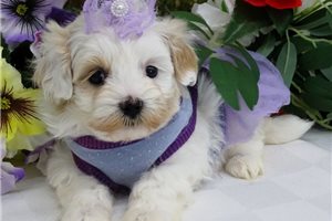 Carla - Malti Poo - Maltipoo for sale