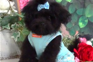 Nancy - Malti Poo - Maltipoo for sale