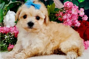 Chuck - Malti Poo - Maltipoo for sale