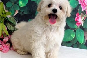 Jackie - puppy for sale