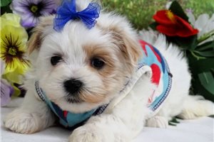 Clayton - Malti Poo - Maltipoo for sale