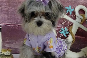 Vanessa - Malti Poo - Maltipoo for sale