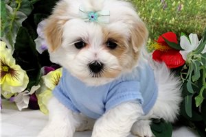 Clayton - Malti Poo - Maltipoo for sale