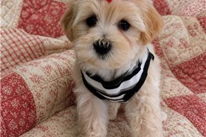 Callum - Malti Poo - Maltipoo for sale
