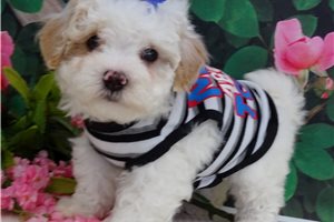 Jace - Malti Poo - Maltipoo for sale