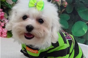 Cyrus - Malti Poo - Maltipoo for sale