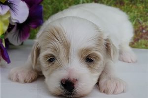 Charles - Malti Poo - Maltipoo for sale