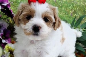 Chester - Malti Poo - Maltipoo for sale