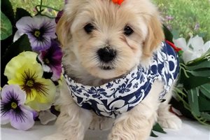 Callum - Malti Poo - Maltipoo for sale
