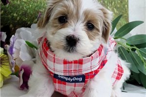 Charles - Malti Poo - Maltipoo for sale