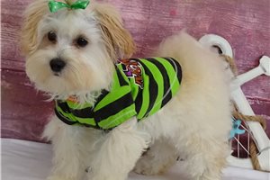 Brendon - Malti Poo - Maltipoo for sale