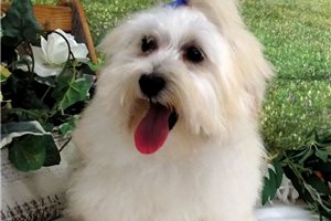 Brendon - Malti Poo - Maltipoo for sale