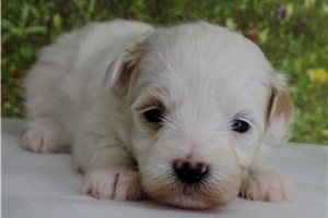 Carla - puppy for sale