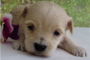 Callum - puppy for sale