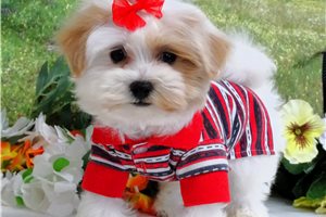 Clayton - puppy for sale