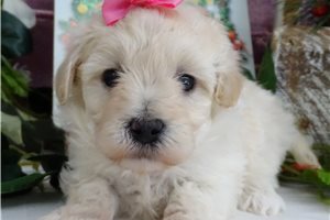 Bailey - puppy for sale