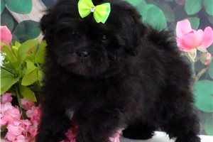 Nash - Malti Poo - Maltipoo for sale
