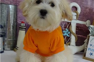 Brendon - Malti Poo - Maltipoo for sale