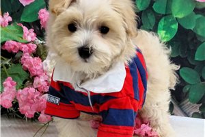 Jabari - Malti Poo - Maltipoo for sale