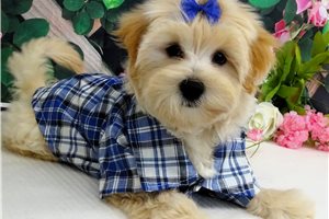Callum - Malti Poo - Maltipoo for sale