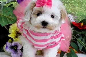 Carla - Malti Poo - Maltipoo for sale