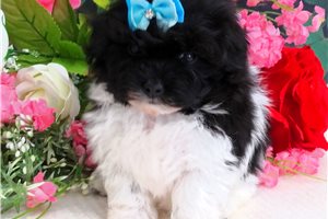 Nautilus - puppy for sale