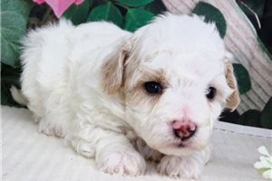 Jace - Malti Poo - Maltipoo for sale