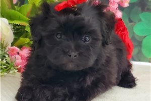 Nash - puppy for sale