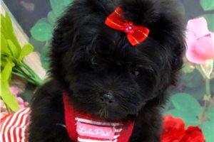 Nancy - Malti Poo - Maltipoo for sale