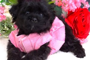Nancy - Malti Poo - Maltipoo for sale